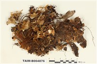 藏品(牛皮葉屬)的圖片